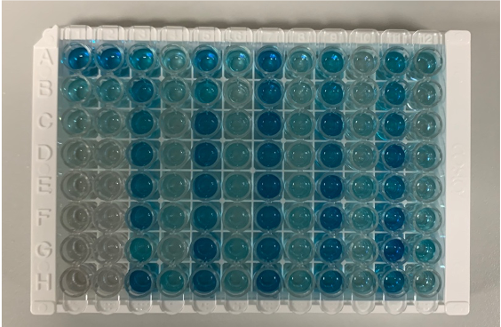 Total BDNF Quantikine ELISA Kit DBNT00