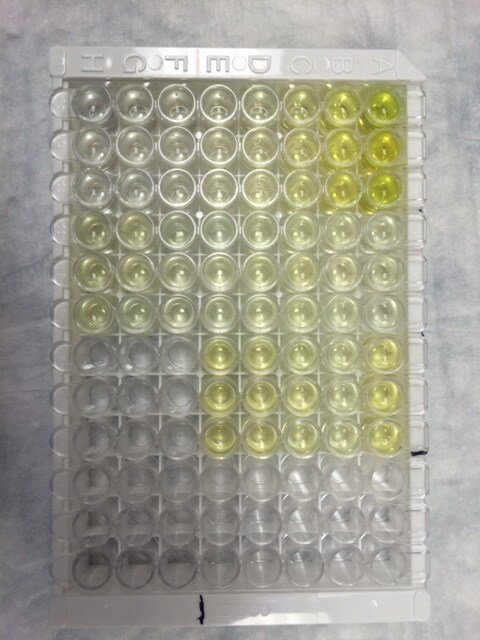 BMP-2 Quantikine ELISA Kit DBP200