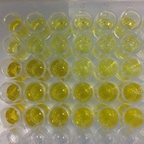 Human Coagulation Factor III/Tissue Factor Quantikine ELISA DCF300