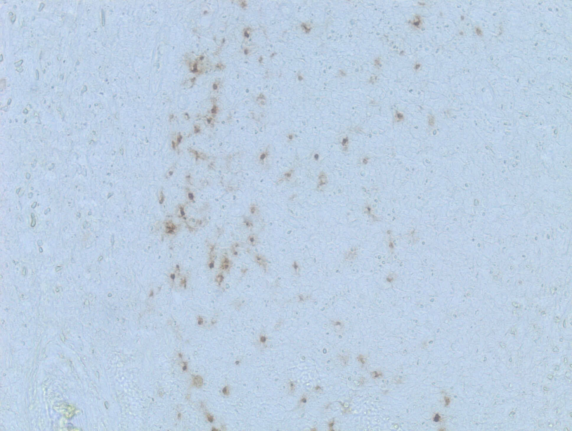 DC-LAMP Antibody (1010E1.01) - Azide and BSA Free DDX0191P-100
