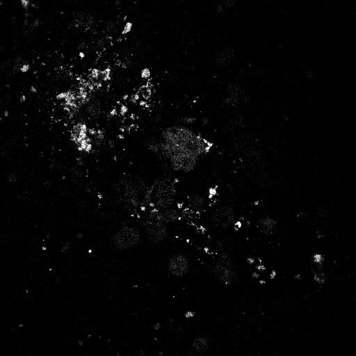 Langerin/CD207 Antibody (310F7.02) [Biotin] DDX0361B-100