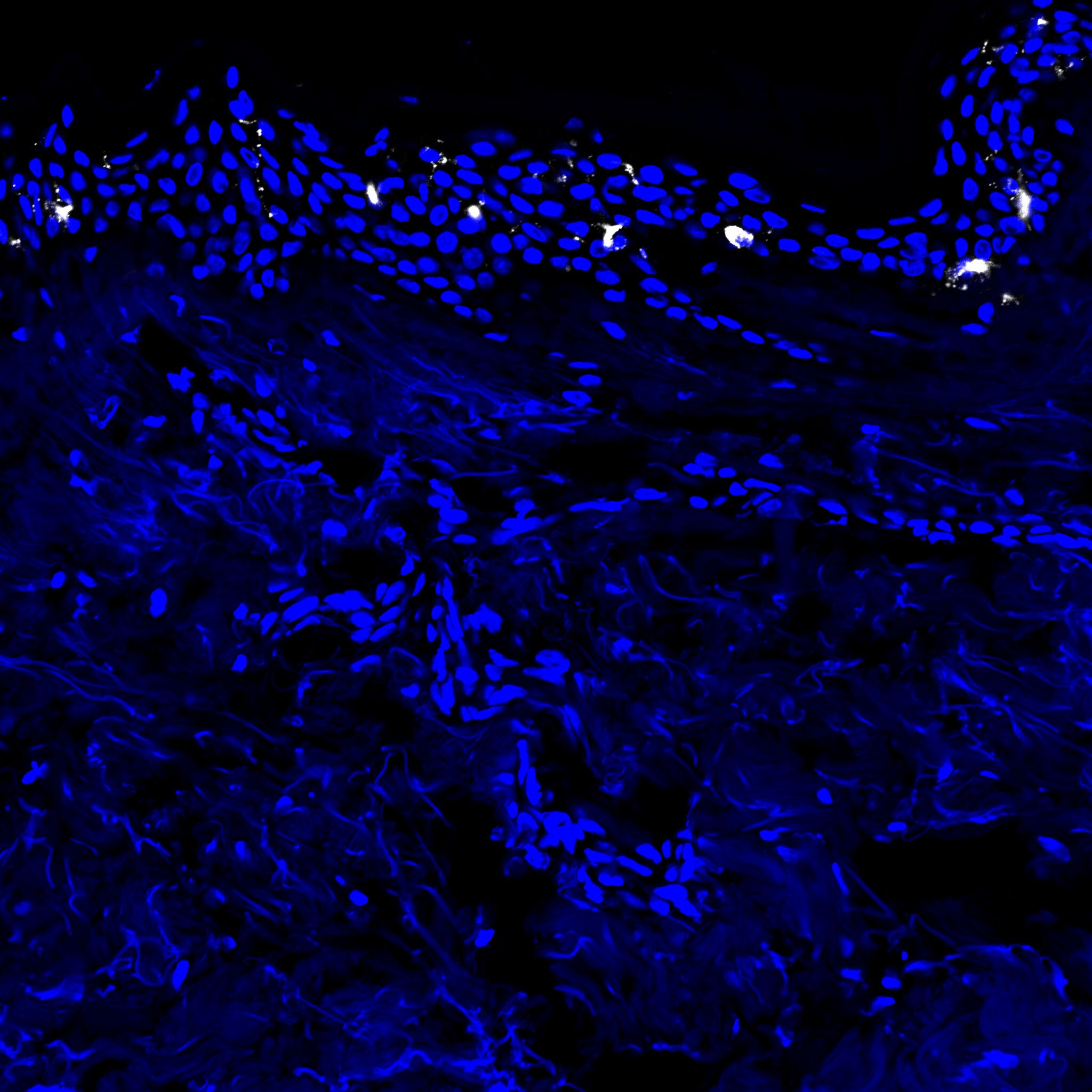 Langerin/CD207 Antibody (310F7.02) - Azide and BSA Free DDX0361P-100