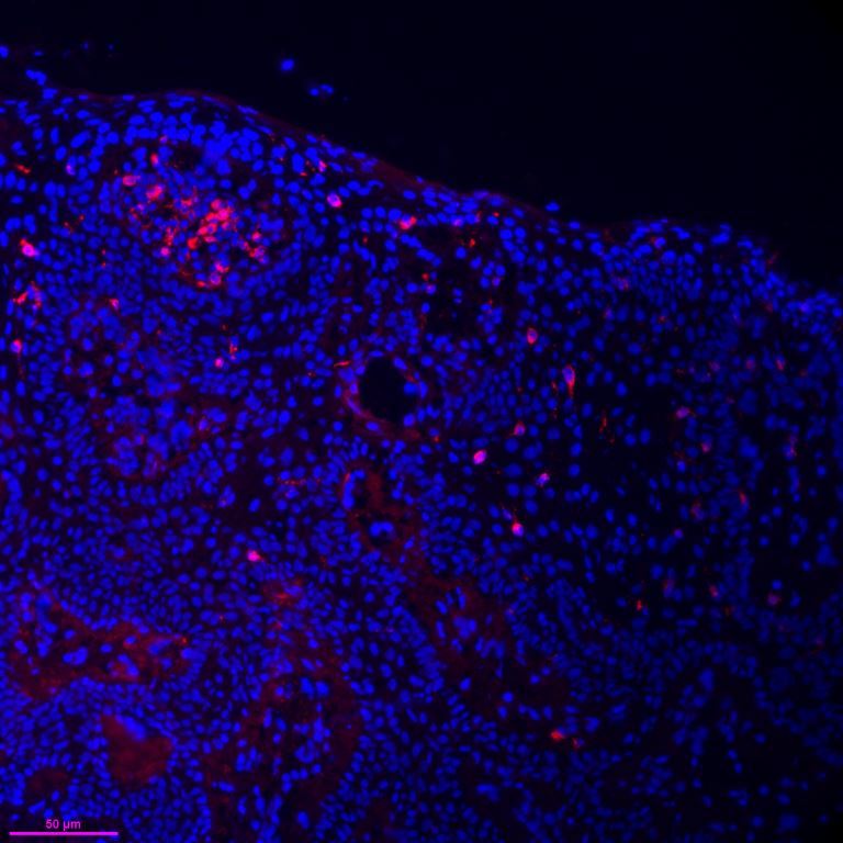Langerin/CD207 Antibody (923B7) - Azide and BSA Free DDX0373P-100