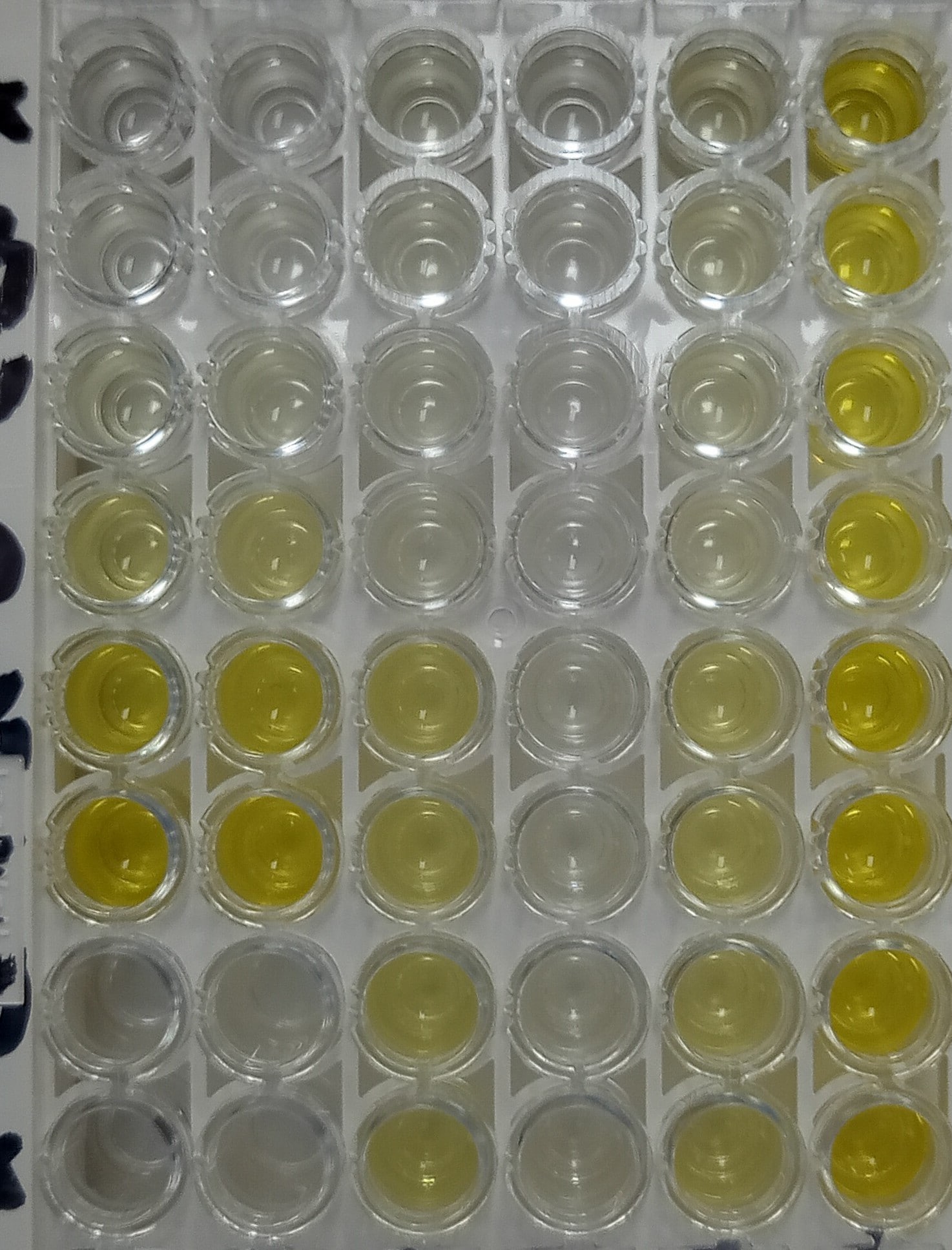 Human IFN-alpha All Subtype Quantikine ELISA Kit DFNAS0
