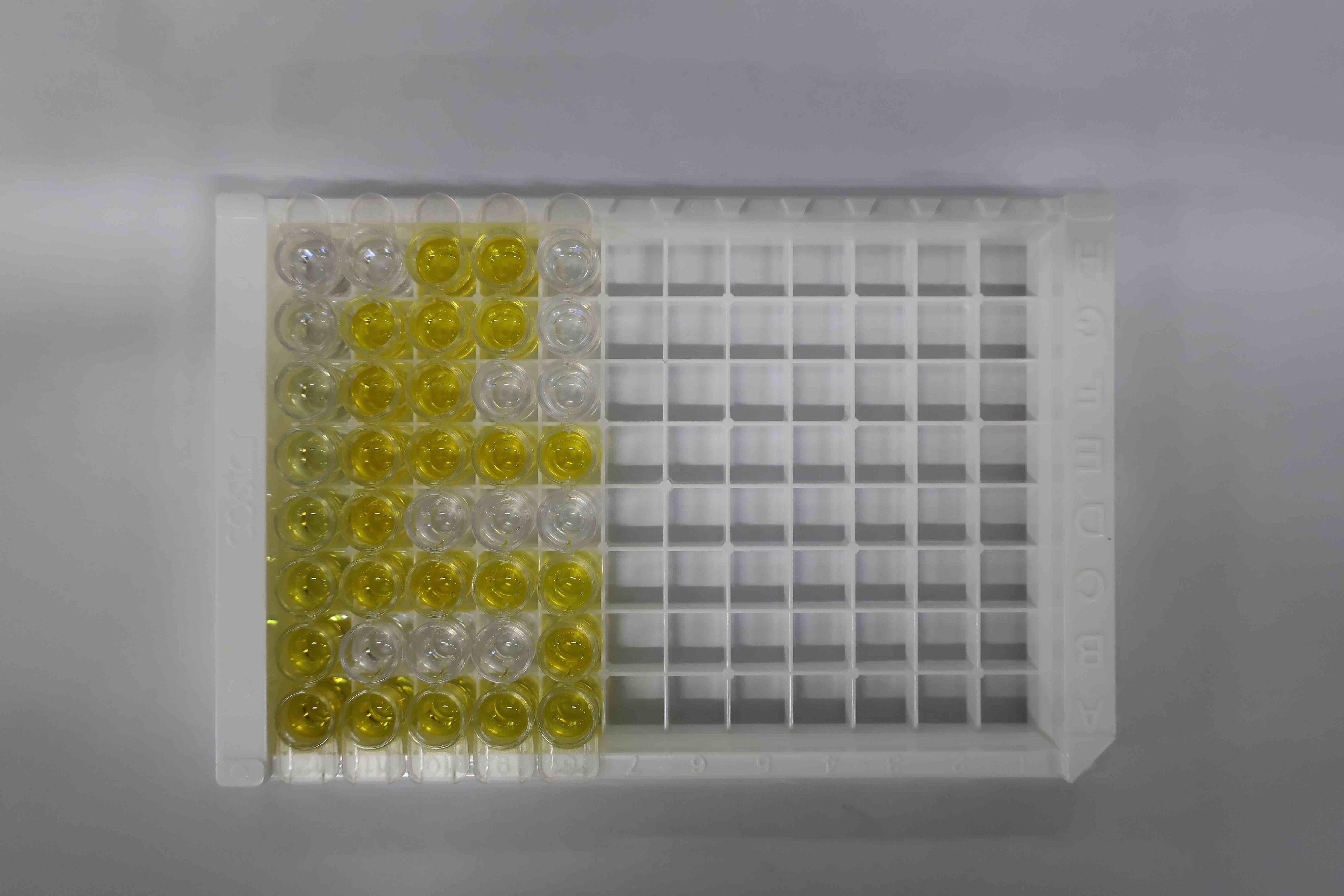 Hyaluronan Quantikine ELISA Kit DHYAL0