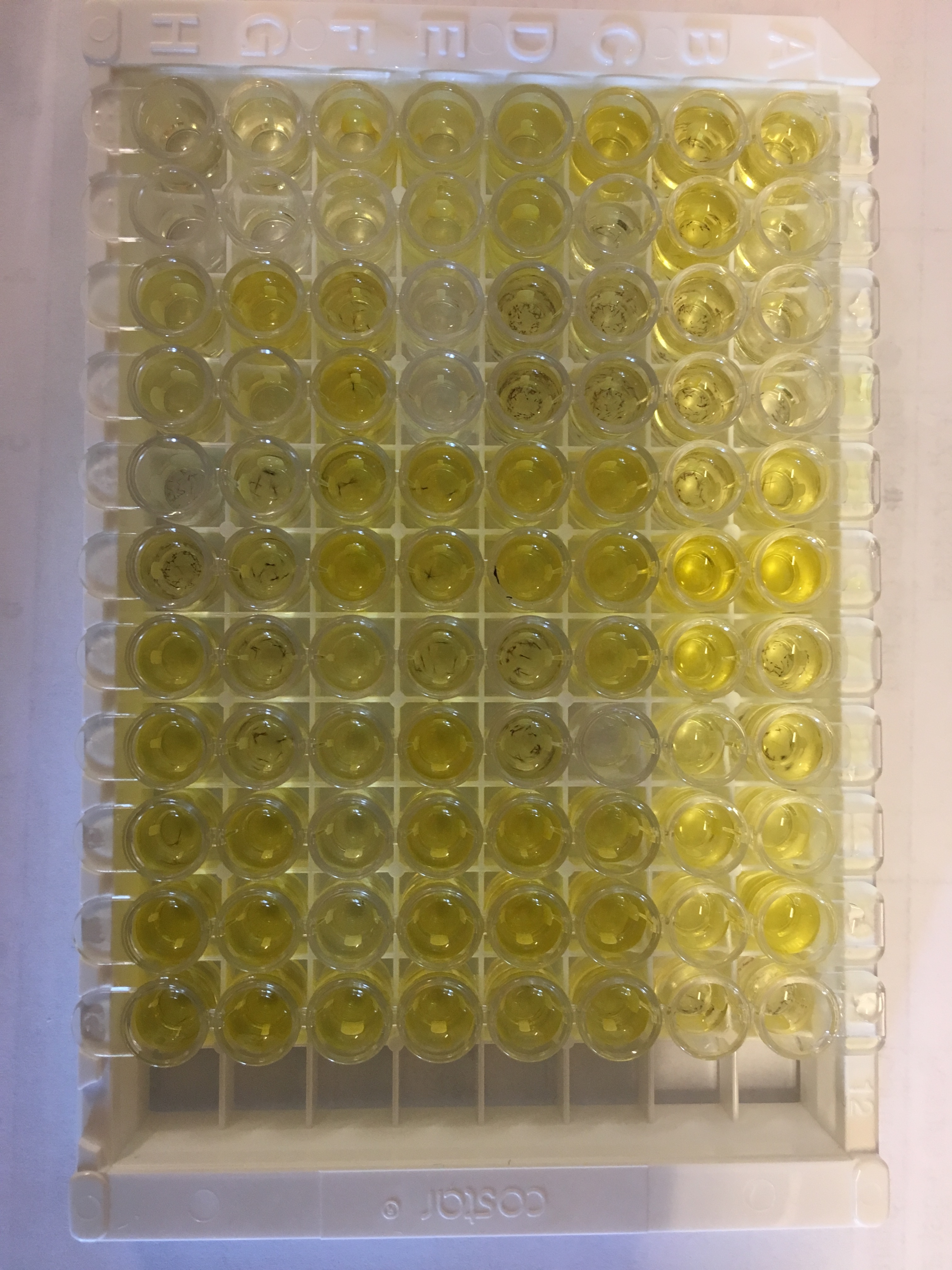 Human Lipocalin-2/NGAL Quantikine ELISA Kit DLCN20