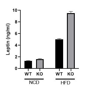 Human Leptin Quantikine ELISA Kit DLP00