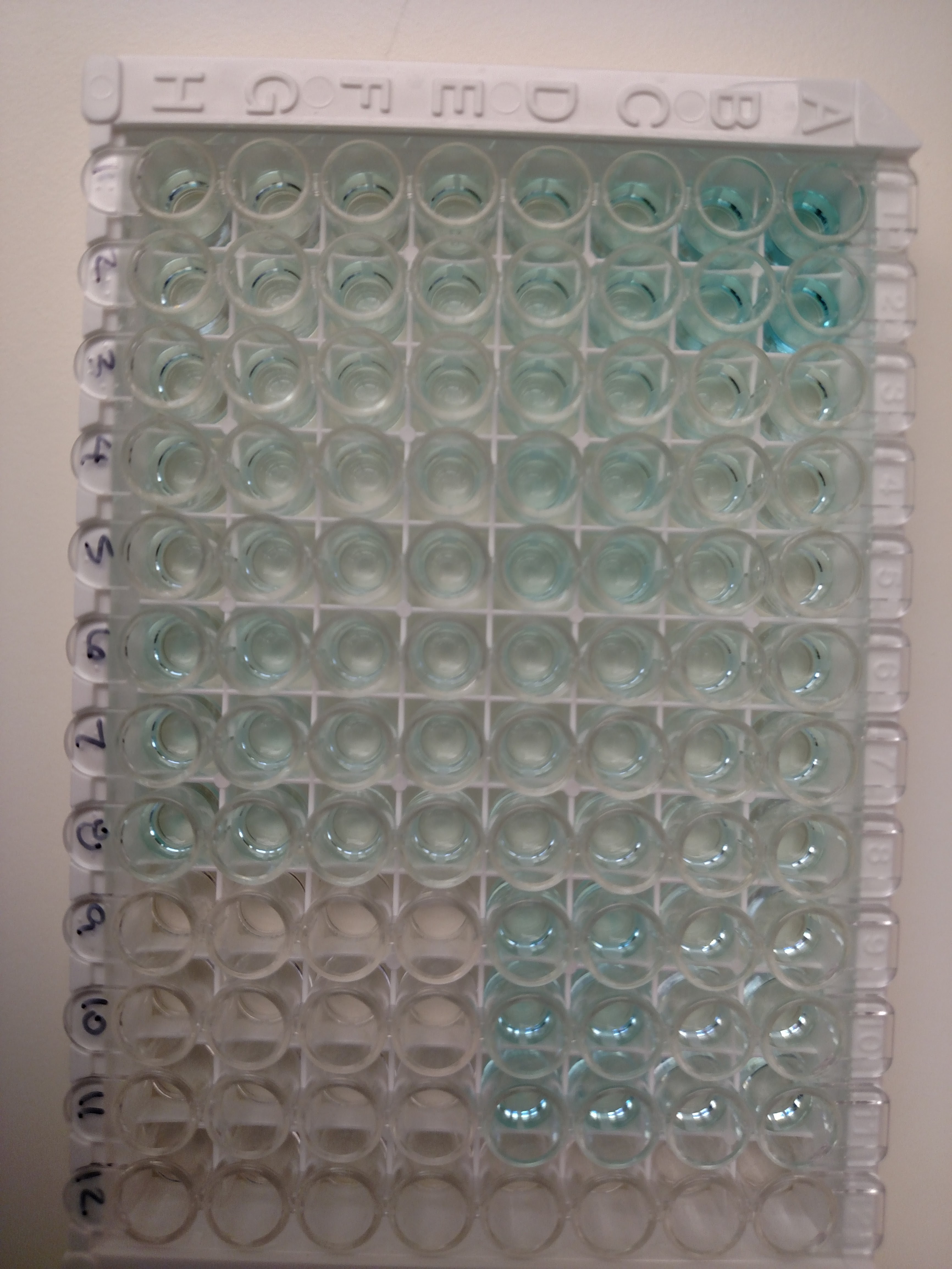 DuoSet ELISA Ancillary Reagent Kit 2 DY008