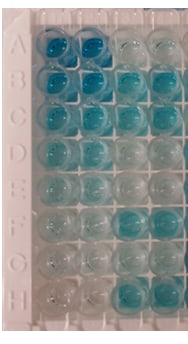 DuoSet ELISA Ancillary Reagent Kit 2 DY008