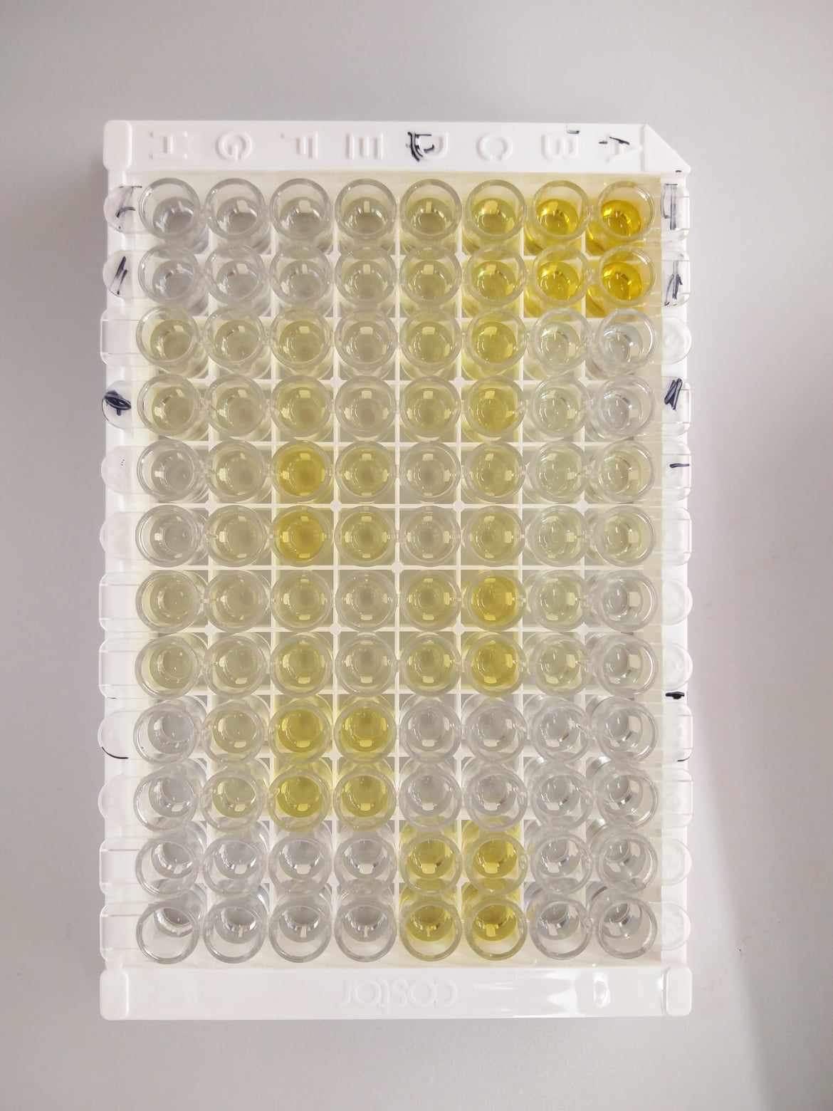DuoSet ELISA Ancillary Reagent Kit 2 DY008B