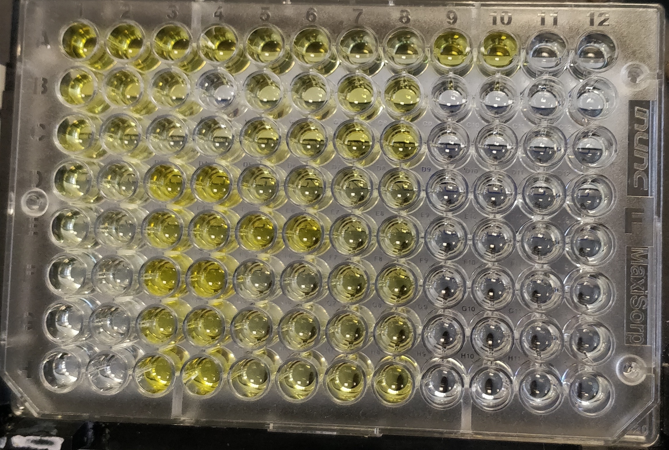 Human Serpin F1/PEDF DuoSet ELISA DY1177-05