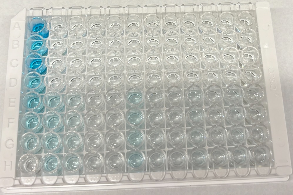 Human Decorin DuoSet ELISA DY143