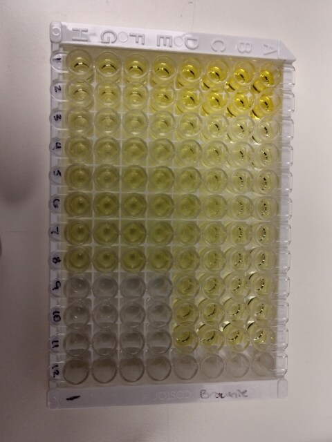 Equine IL-10 DuoSet ELISA DY1605