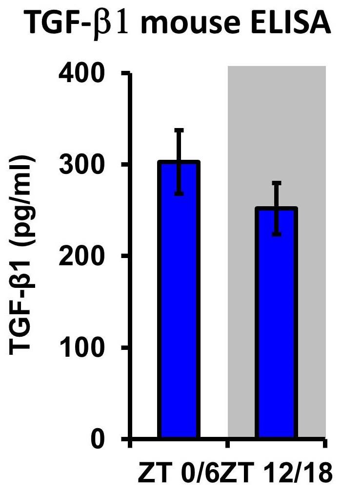 Mouse TGF-beta 1 DuoSet ELISA DY1679