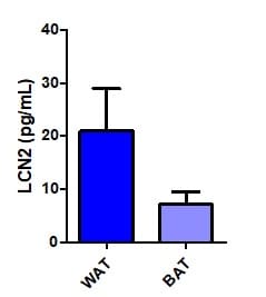 Mouse Lipocalin-2/NGAL DuoSet ELISA DY1857