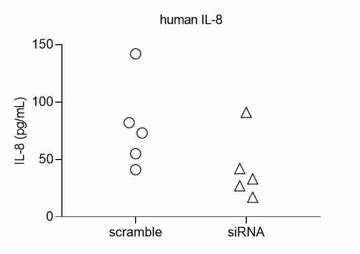 Human IL-8/CXCL8 DuoSet ELISA DY208