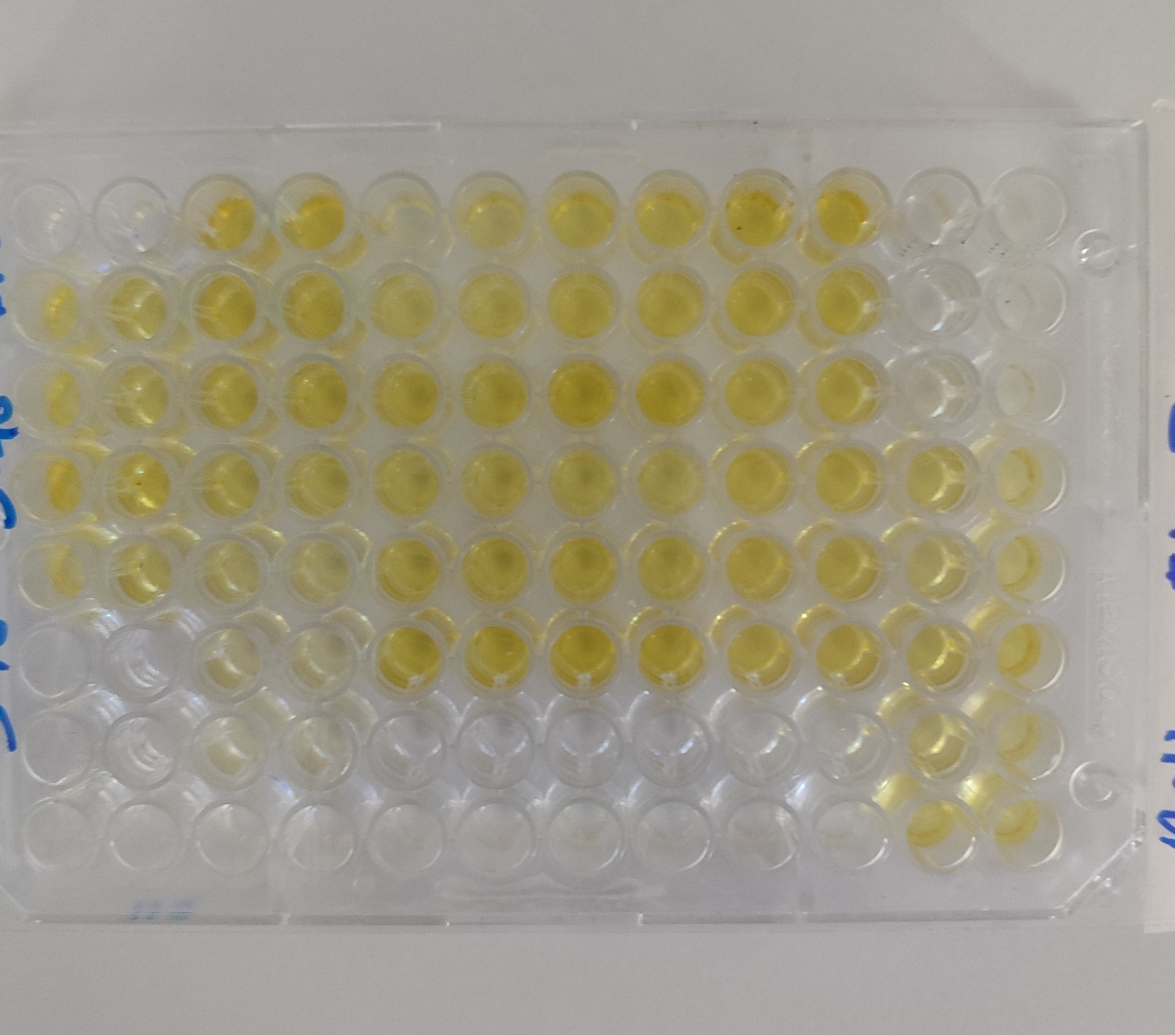 Human IL-8/CXCL8 DuoSet ELISA DY208