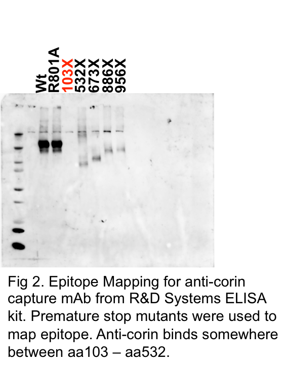 Human Corin DuoSet ELISA DY2209