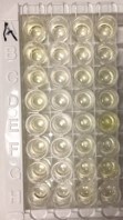 Human PDGF-AA DuoSet ELISA DY221