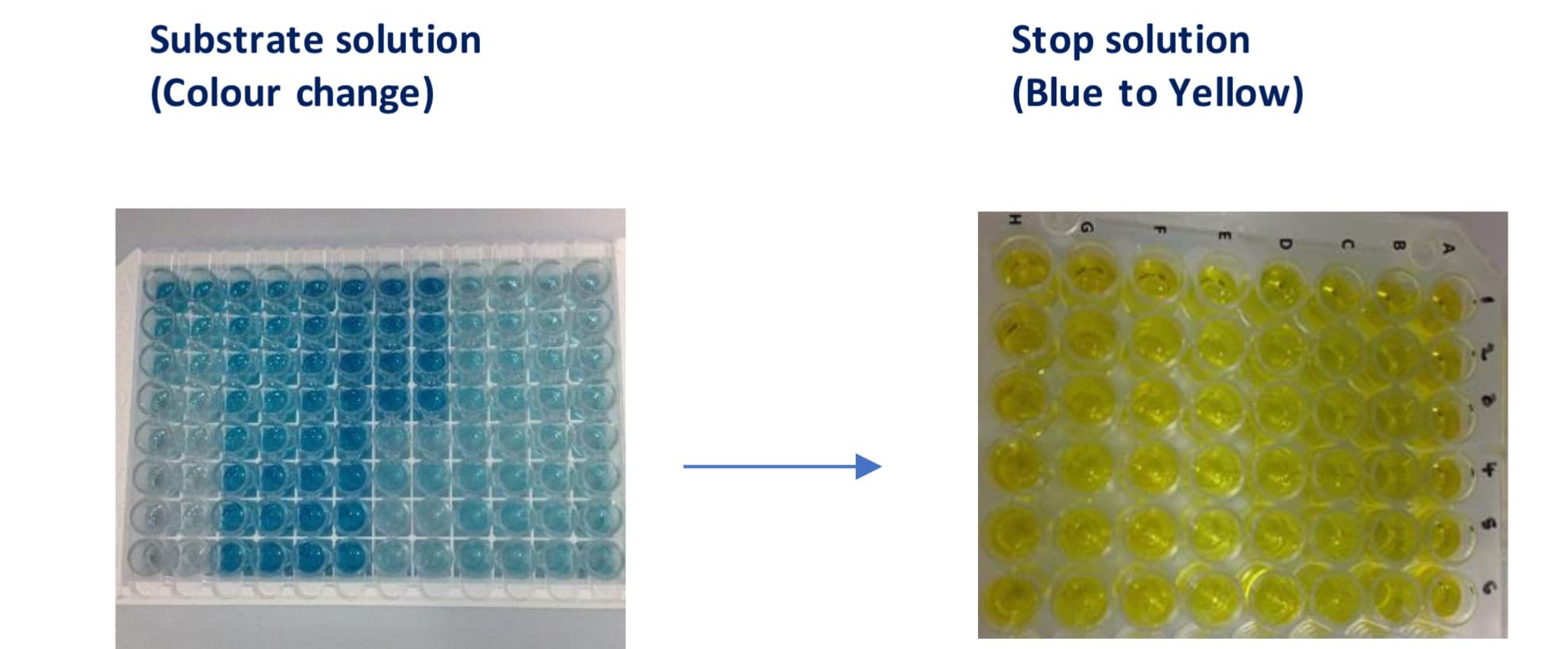 Human EGF DuoSet ELISA DY236