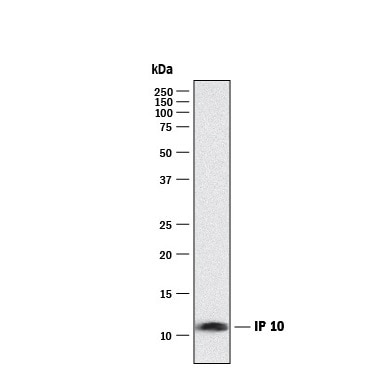 Human CXCL10/IP-10 DuoSet ELISA DY266