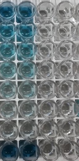 Human CXCL1/GRO alpha DuoSet ELISA DY275