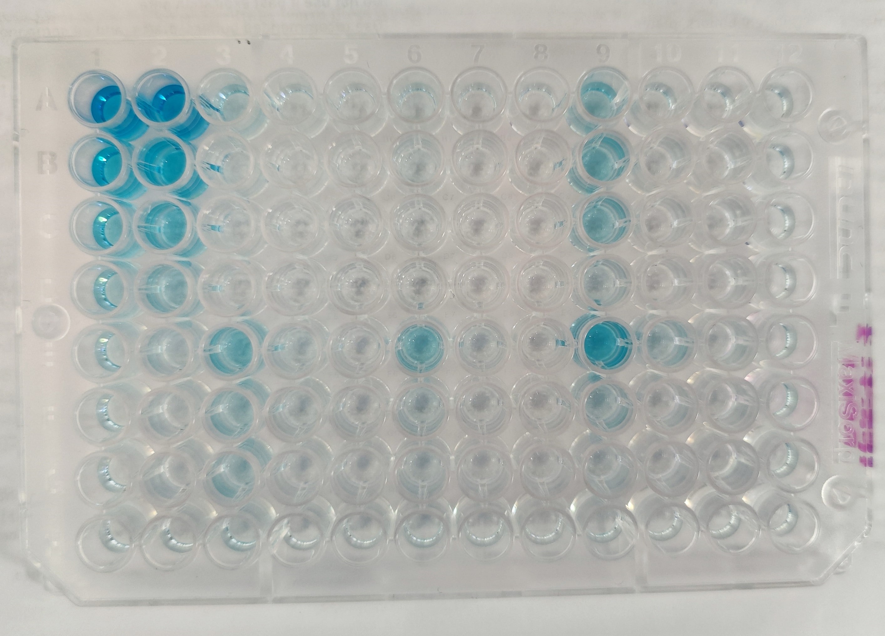 Human IFN-gamma DuoSet ELISA DY285B