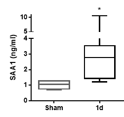 Mouse Serum Amyloid A DuoSet ELISA DY2948-05