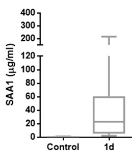 Human Serum Amyloid A1 DuoSet ELISA DY3019-05