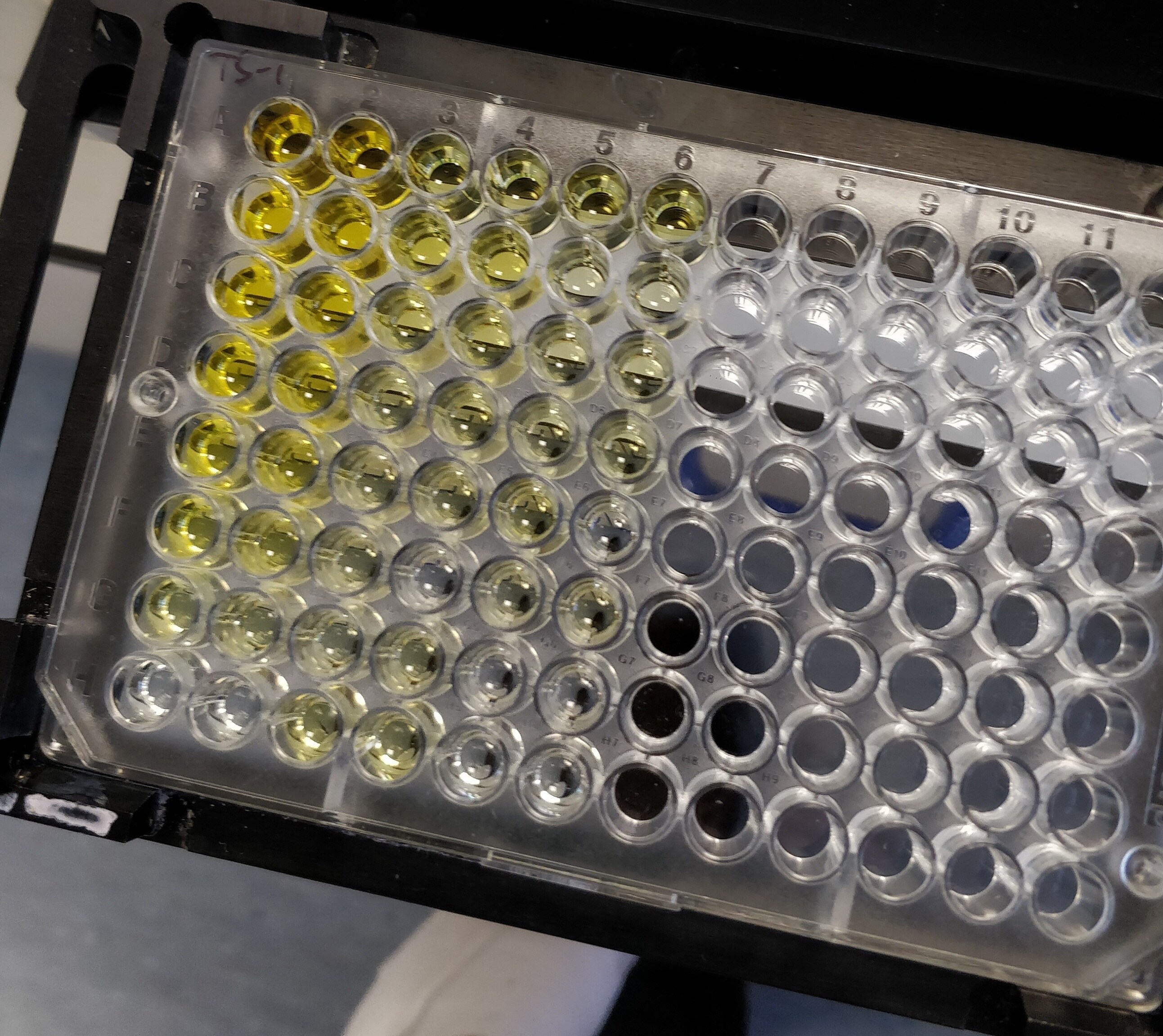 Human Thrombospondin-1 DuoSet ELISA DY3074