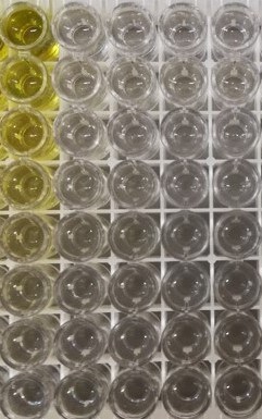 Mouse IL-1 alpha/IL-1F1 DuoSet ELISA DY400