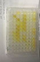 Mouse IL-13 DuoSet ELISA DY413