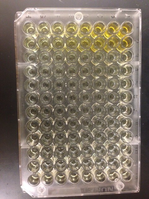 Mouse IL-15 DuoSet ELISA DY447