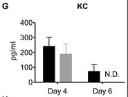 Mouse CXCL1/KC DuoSet ELISA DY453