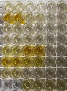 Mouse CXCL1/KC DuoSet ELISA DY453