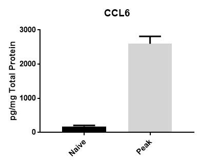 Mouse CCL6/C10 DuoSet ELISA DY487