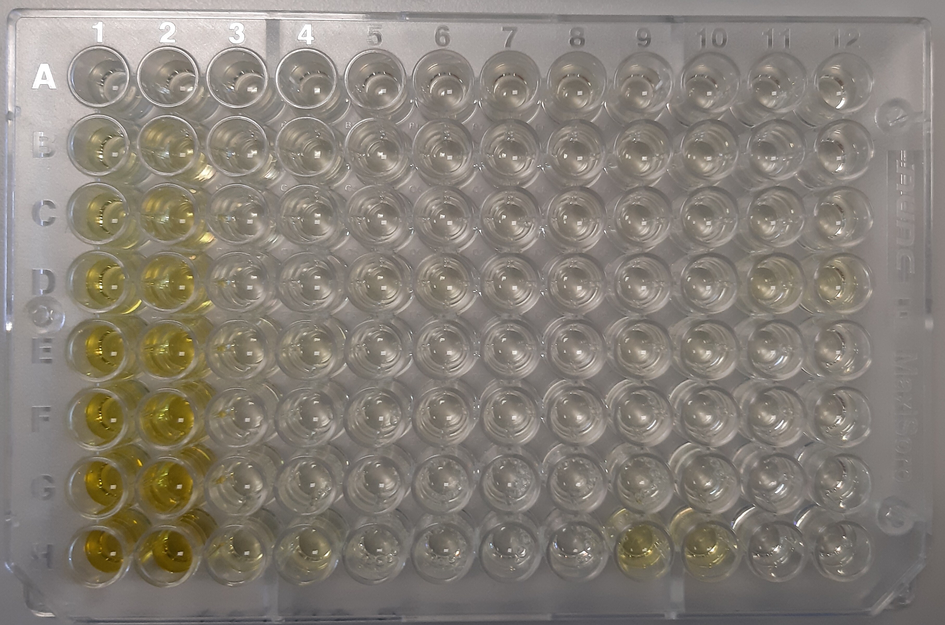 Rabbit TNF-alpha DuoSet ELISA DY5670