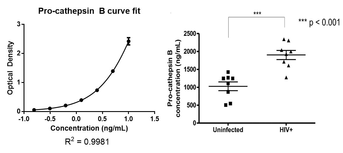 Human Pro-Cathepsin B DuoSet ELISA DY953
