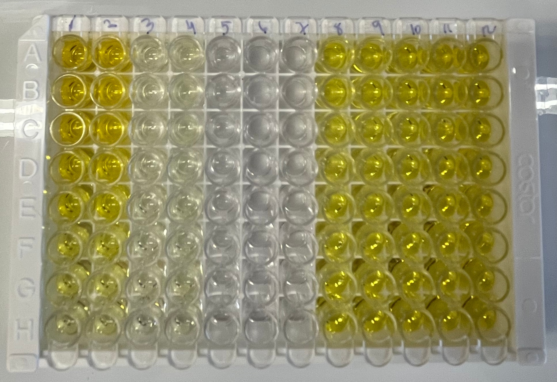 Mouse Erythropoietin/EPO DuoSet ELISA DY959