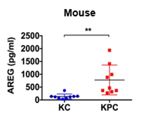 Mouse Amphiregulin DuoSet ELISA DY989