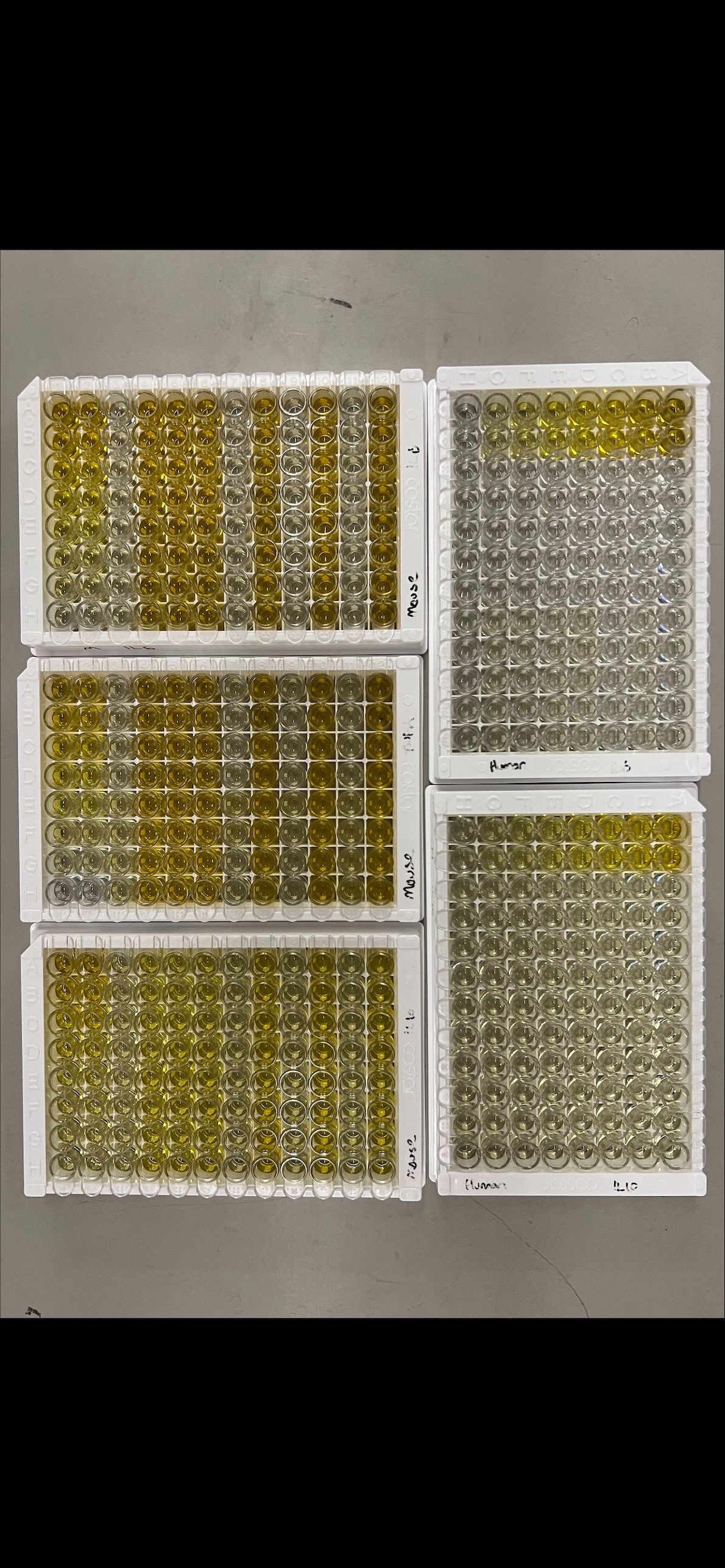 Clear Strip-well Microplates, 25 Pack DY990