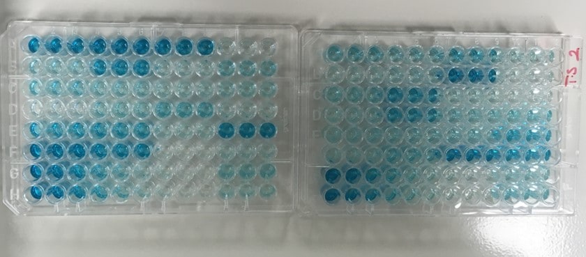 Substrate Reagent Pack DY999