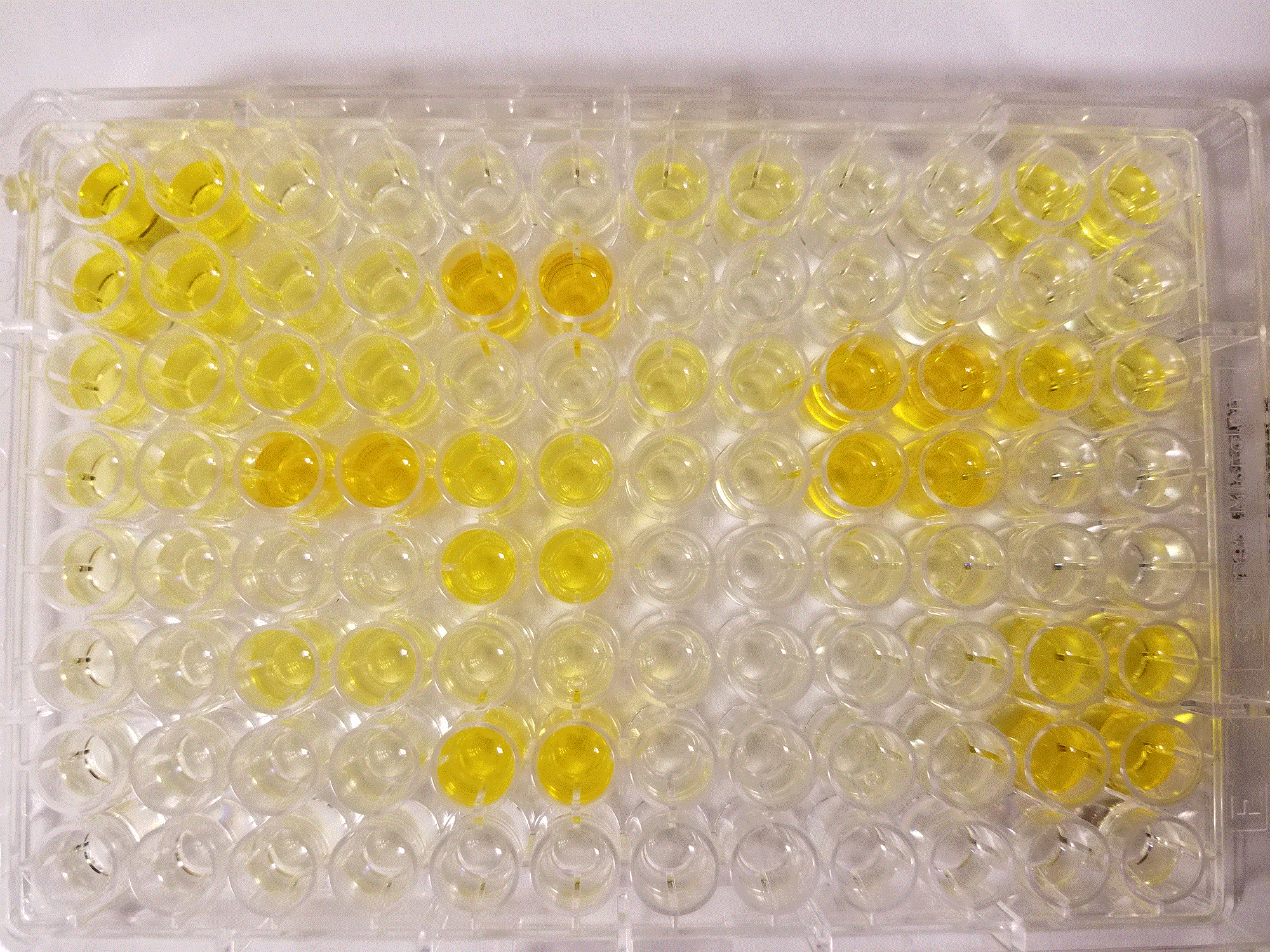 Human/Mouse/Rat Total HSP70/HSPA1A DuoSet IC ELISA DYC1663-2