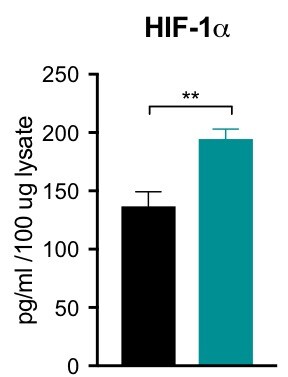 Human/Mouse Total HIF-1 alpha/HIF1A DuoSet IC ELISA DYC1935-2