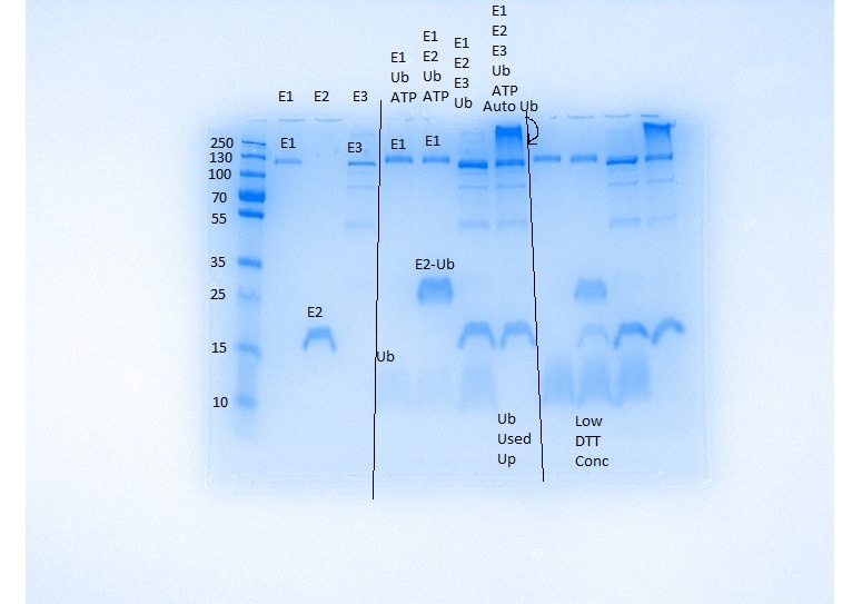 Recombinant Human His6-Ubiquitin E1 Enzyme (UBE1), CF E-304