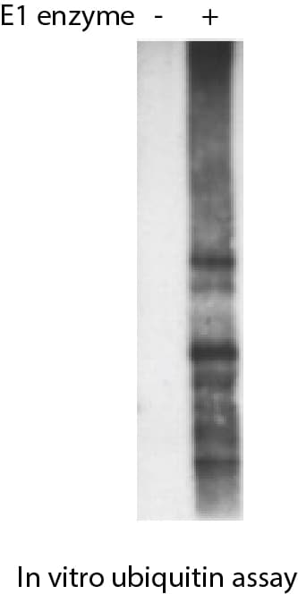 Recombinant Human Ubiquitin Activating Enzyme (UBE1), CF E-305