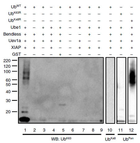 Recombinant Human Ubiquitin Activating Enzyme (UBE1), CF E-305