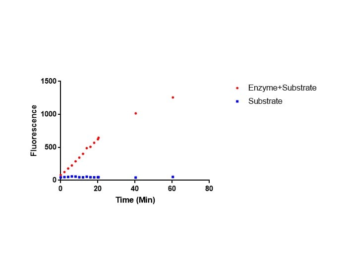 Recombinant Human His6-Ataxin-3 Protein, CF E-341