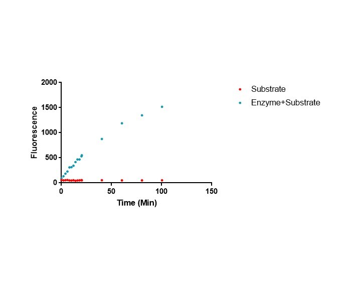 Recombinant Human His6-USP8 Protein, CF E-520