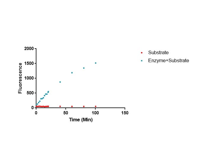 Recombinant Human His6-Otubain-1 Protein, CF E-522B